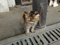 -葑门横街