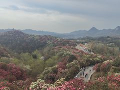 -贵州百里杜鹃风景名胜区