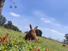 -嘉北郊野公园