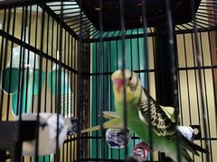 -雀蓝川菜(奥体广场店)