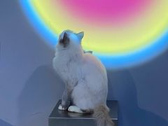 -极木²邸 人与宠物·互动社区