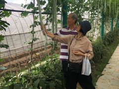 -马陆小张葡萄园农家乐