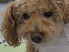 -达爱动物医院·犬猫分区·CT·复杂眼科(远洋山水分院)