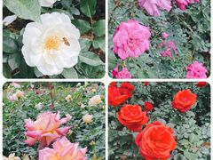 -人民公园(罗湖区)