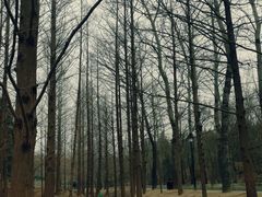 -白水寺森林公园