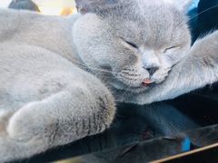 -Catmate·猫肥家润(金润铂宫店)