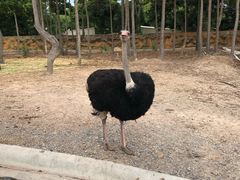 -清迈夜间动物园