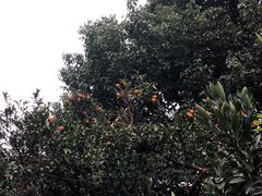 -雨花胜境