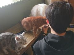 -猫猫幼稚园·撸猫·桌游·电玩