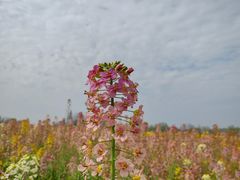 -中国天府农业博览园