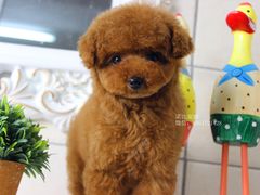 宁波诺比宠物待售幼犬，玩具泰迪贵宾幼犬-诺比宠物医院心脏内科·泌尿肾内外科·骨科急重症