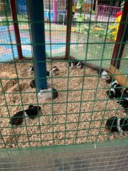 -萌宠亲子动物乐园(槐房万达店)