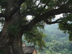 -杨家堂村