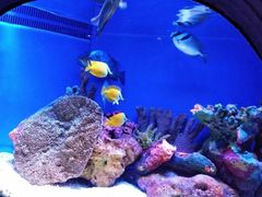 -上海海洋水族馆