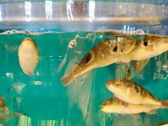 -大鹏饭店·金陵家宴(奥体中心店)