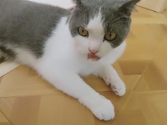 -MOYOYO猫咪咖啡店