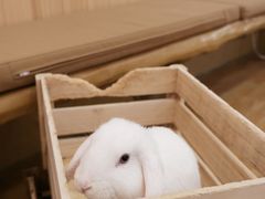 -猫猫幼稚园·撸猫·桌游·电玩