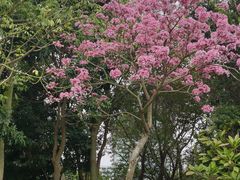 -深圳湾公园(南山区)