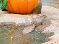 -合肥滨湖国家森林公园