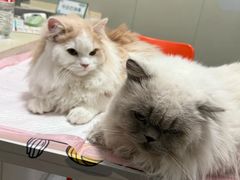 -伟伟宠物医院·瑞派猫友好医院·猫科(光谷店)