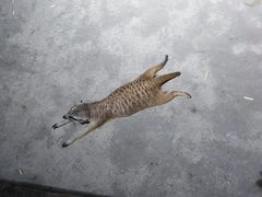 -绿色星球动物主题公园