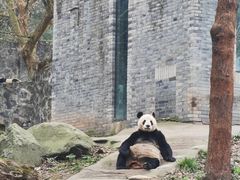 -都江堰中华大熊猫苑