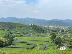 -龙坞茶村