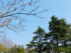 -上海滨江森林公园