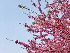 -顾村公园