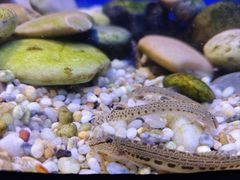 -上海海洋水族馆