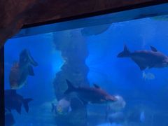 -烟台海昌鲸鲨海洋公园
