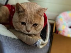 -东方名猫馆·英短金渐层布偶猫舍(环线广场1号楼店)