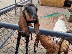 -长白岛森林公园