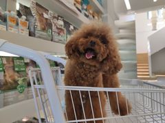 -comecome来吧宠物(奥克斯中心店)