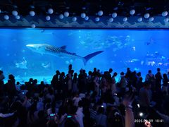 -烟台海昌鲸鲨海洋公园