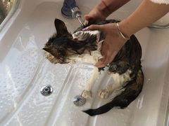 -十年猫舍·猫咪专门店(普陀店)