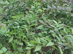 -故乡缘·香格里拉山庄(冷竹路店)