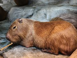 点击看大图 -Zoolung Zoolung动物主题公园(海信广场店)