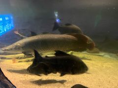 -洛阳龙门海洋馆