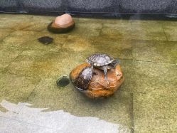 -宝生月子中心(独栋园林·福田店)