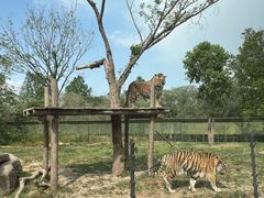 -上海野生动物园老虎餐厅