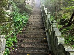 -天目山大树王景区