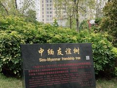 -中缅友谊树