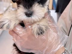 -翊宠yipet猫狗购宠庄园犬舍•猫舍