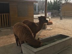 -北京市海淀外国语实验学校