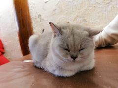 -猫小院猫主题餐厅(南锣旗舰店)