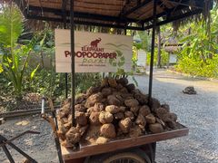 -大象粑粑造纸公园