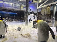 -悉尼海洋生物水族馆