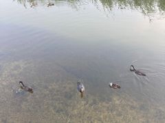 -白洋淀景区