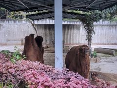 -成都动物园